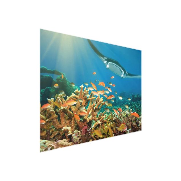 Quadro su vetro - coral reef - Orizzontale 4:3