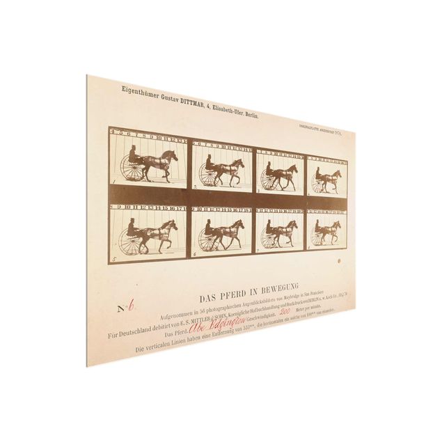 Quadro in vetro - Eadweard Muybridge - The horse in Motion - Orizzontale 3:2