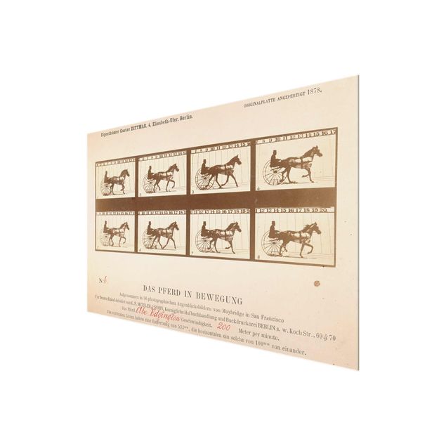 Quadro in vetro - Eadweard Muybridge - The horse in Motion - Orizzontale 3:2
