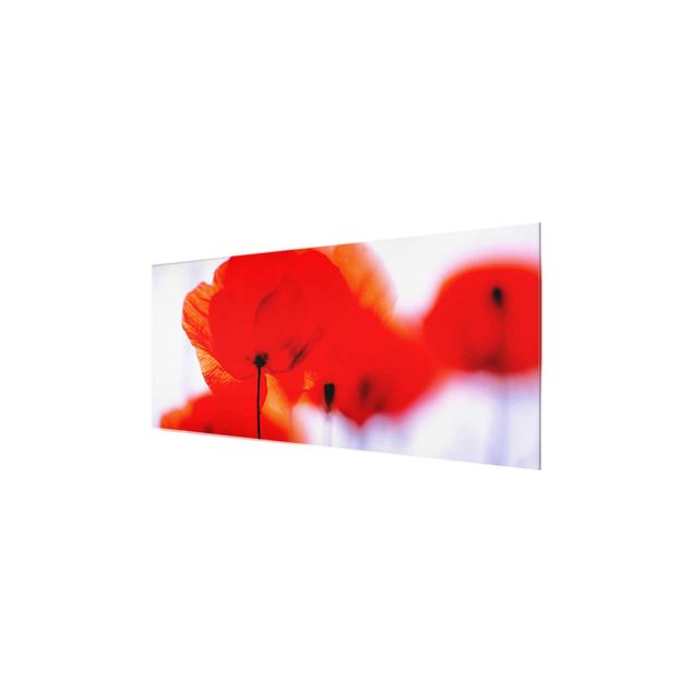Quadro in vetro - Magic Poppies - Panoramico