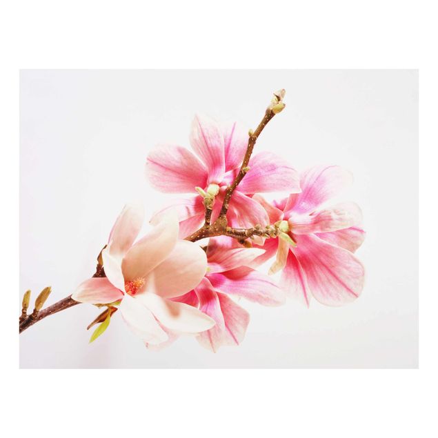 Quadro in vetro - Magnolia Blossoms - Orizzontale 4:3
