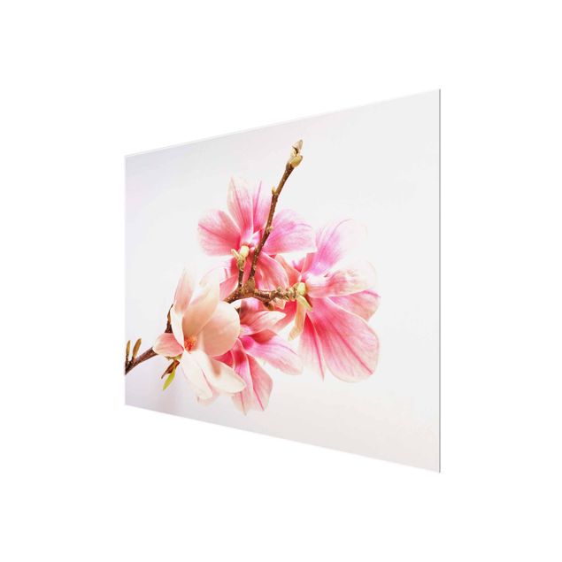 Quadro in vetro - Magnolia Blossoms - Orizzontale 4:3