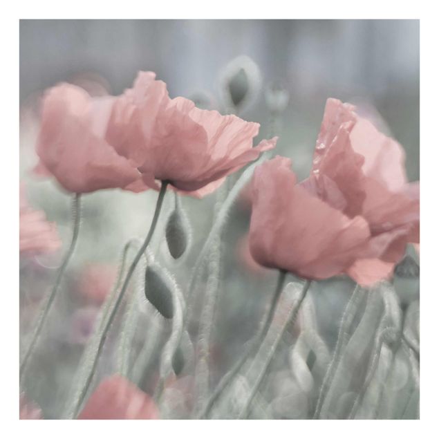 Quadro in vetro - Painterly Poppies - Quadrato 1:1