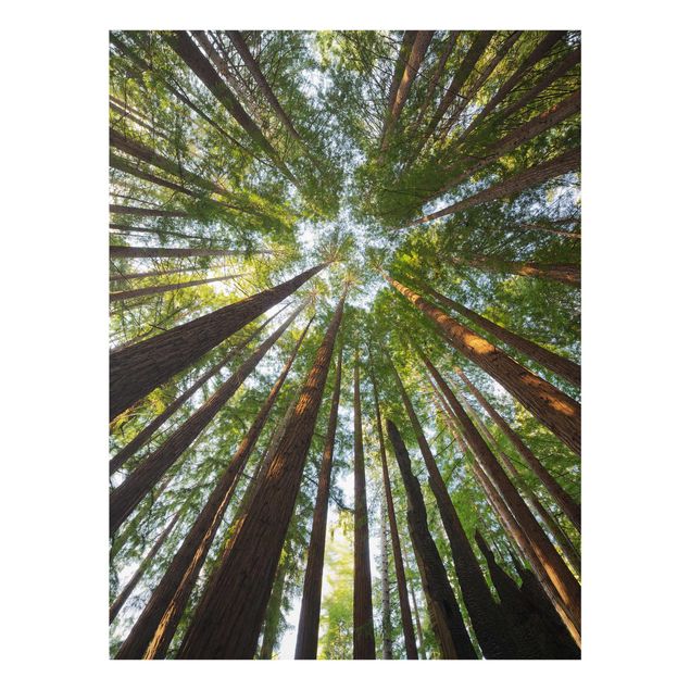 Quadro in vetro - Sequoia treetops - Verticale 3:4