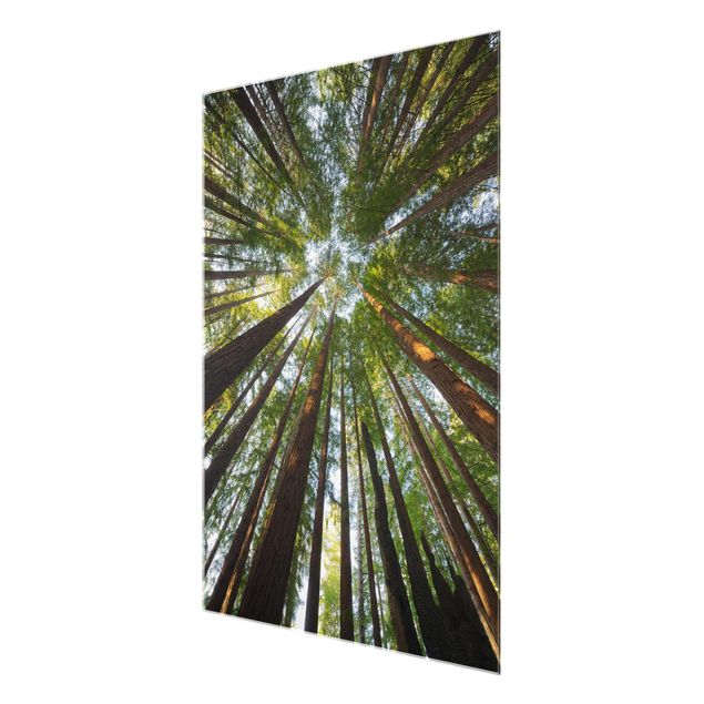 Quadro in vetro - Sequoia treetops - Verticale 3:4