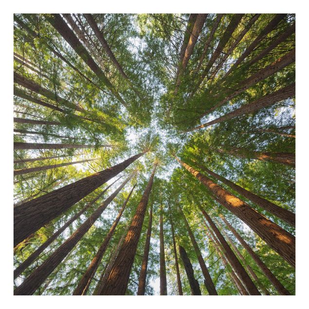 Quadro in vetro - Sequoia tree tops - Quadrato 1:1