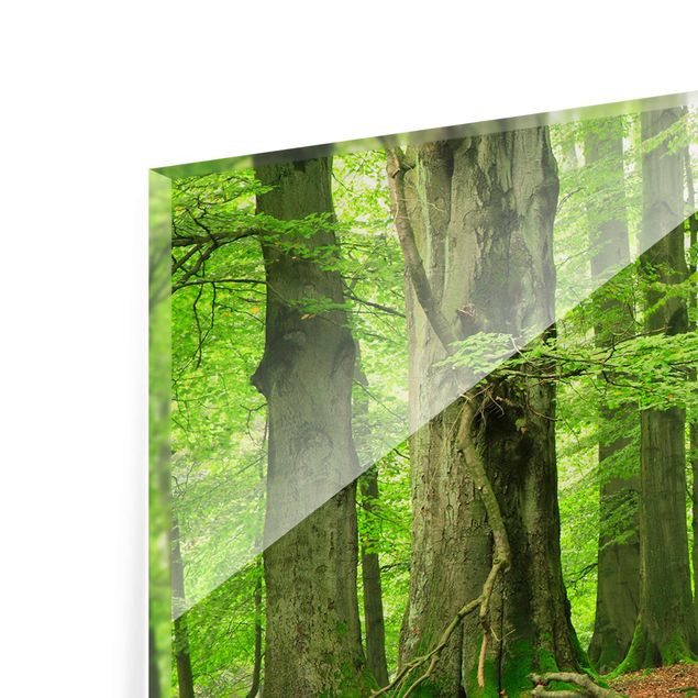 Quadro in vetro - Mighty Beech Trees - Panoramico