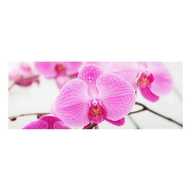 Quadro in vetro - Close-up of orchid - Panoramico