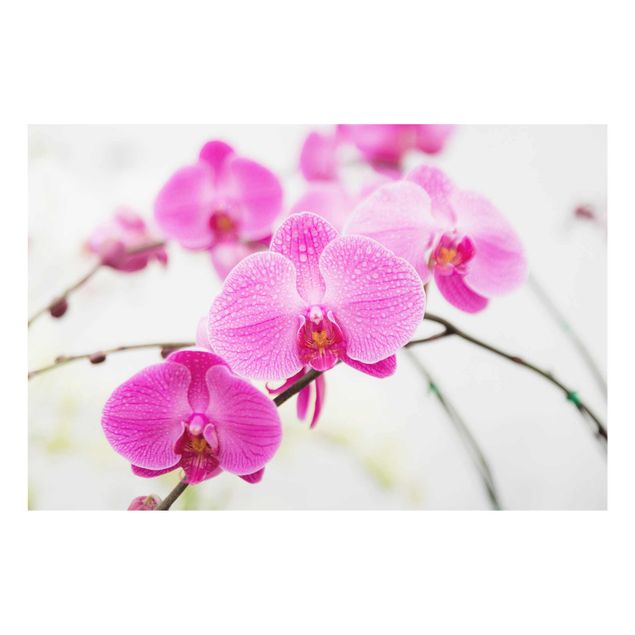 Quadro in vetro - Close up Orchid - Orizzontale 3:2
