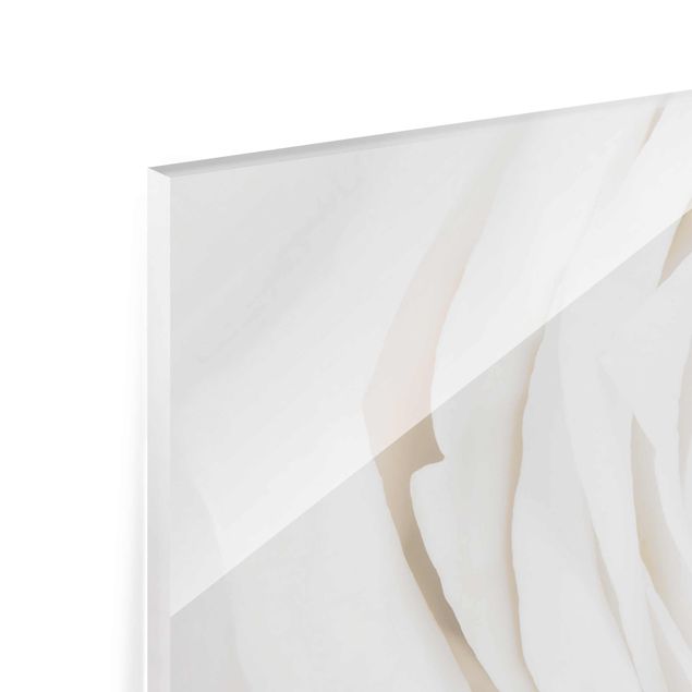 Quadro in vetro - Pretty White Rose - Panoramico