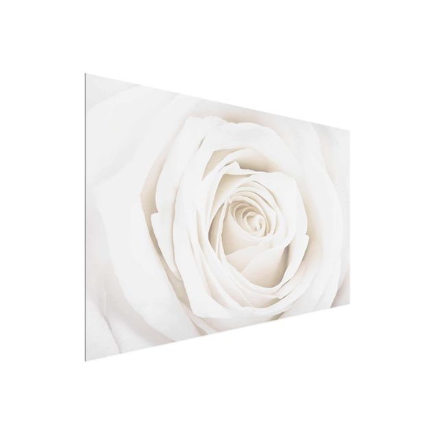 Quadro in vetro - Pretty White Rose - Orizzontale 3:2