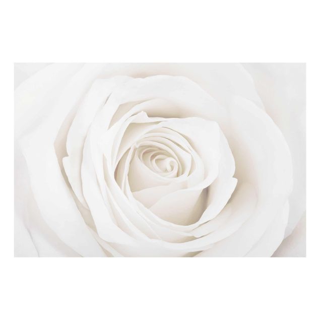 Quadro in vetro - Pretty White Rose - Orizzontale 3:2
