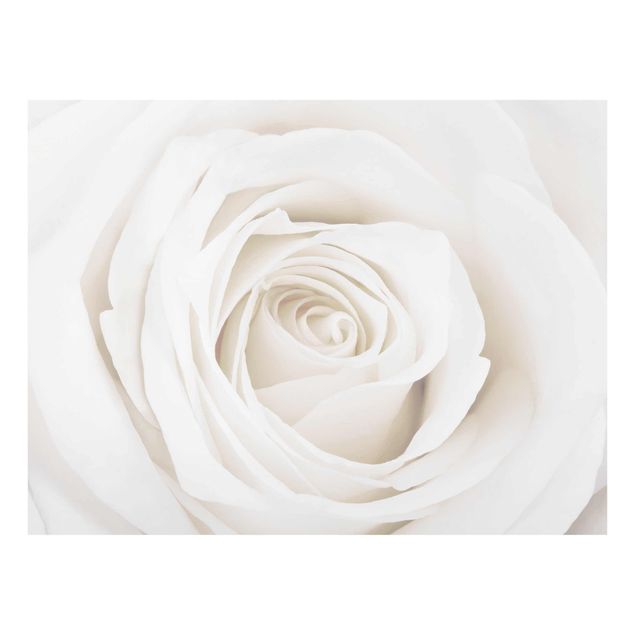 Quadro in vetro - Pretty White Rose - Orizzontale 4:3