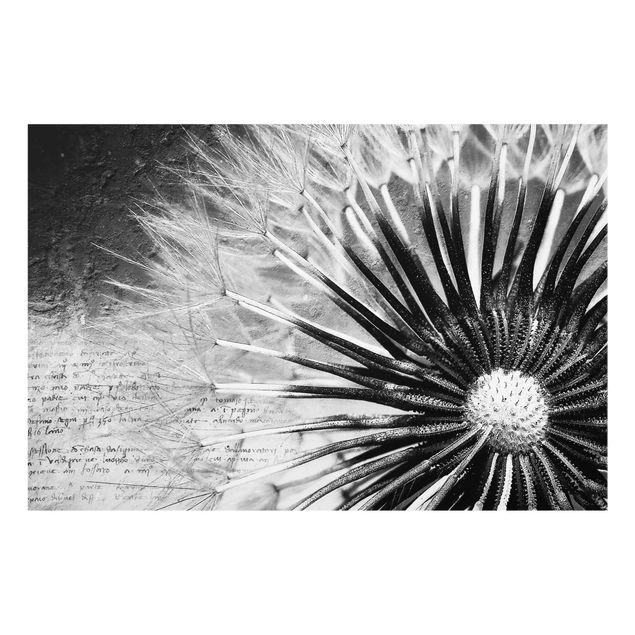Quadro in vetro - Dandelion Black & White - Orizzontale 3:2