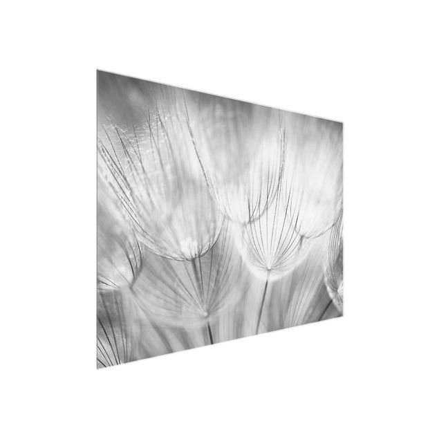 Quadro in vetro - Dandelions macro shot in black and white - Orizzontale 3:2