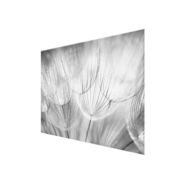 Quadro in vetro - Dandelions macro shot in black and white - Orizzontale 3:2