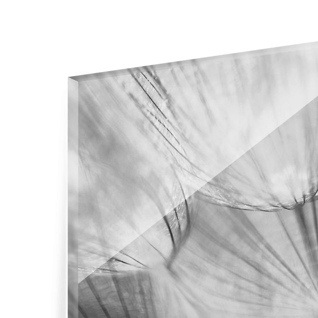 Quadro in vetro - Dandelions macro shot in black and white - Panoramico