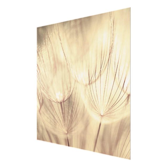 Quadro in vetro - Dandelions close-up in homelike sepia tones - Quadrato 1:1