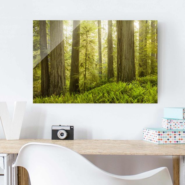 Quadro in vetro - Redwood State Park Forest View - Orizzontale 3:2