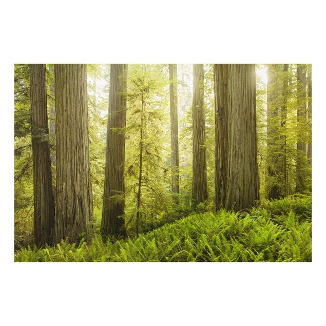 Quadro in vetro - Redwood State Park Forest View - Orizzontale 3:2