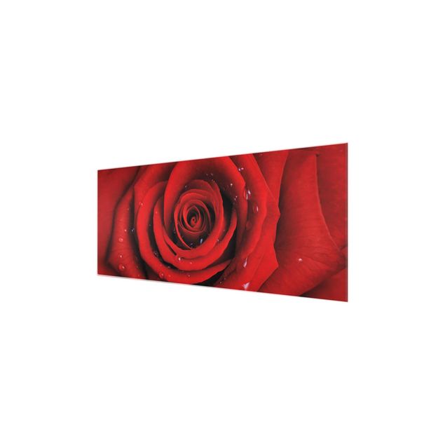 Quadro in vetro - Red rose with water drops - Panoramico