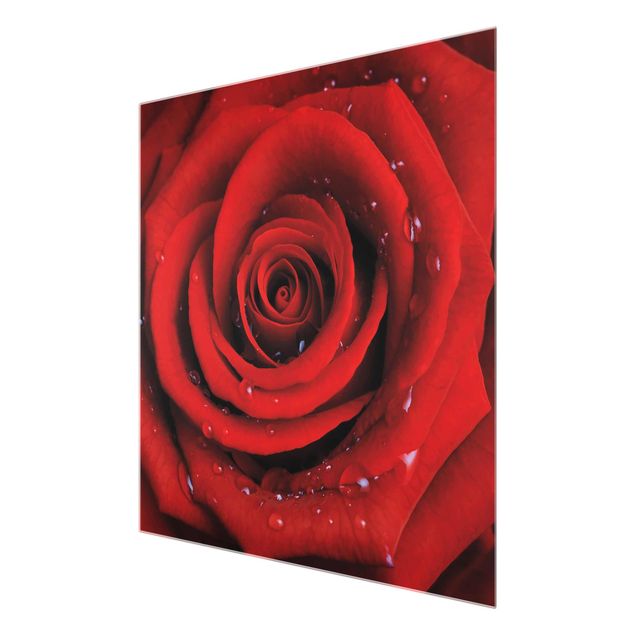 Quadro in vetro - Red rose with water drops - Quadrato 1:1