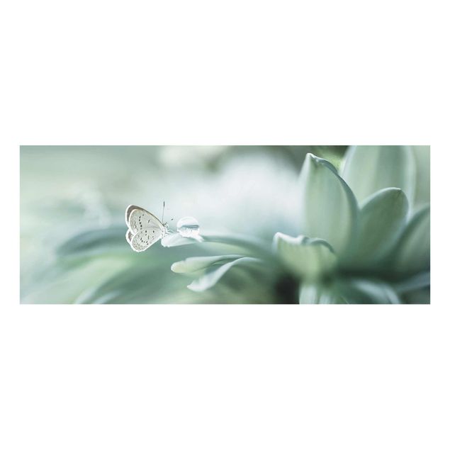 Quadro in vetro - Farfalla E Gocce di rugiada In Pastel Verde - Panoramico