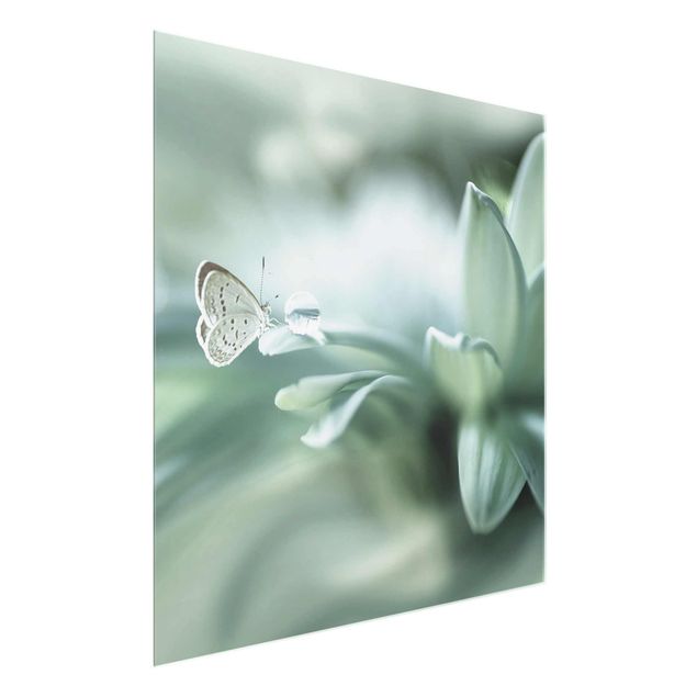 Quadro in vetro - Farfalla E Gocce di rugiada In Pastel Verde - Quadrato 1:1
