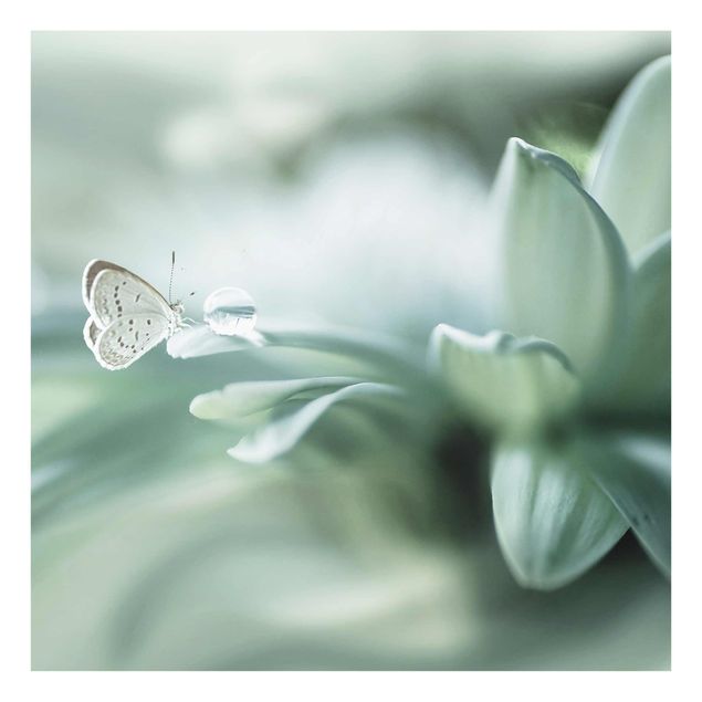 Quadro in vetro - Farfalla E Gocce di rugiada In Pastel Verde - Quadrato 1:1
