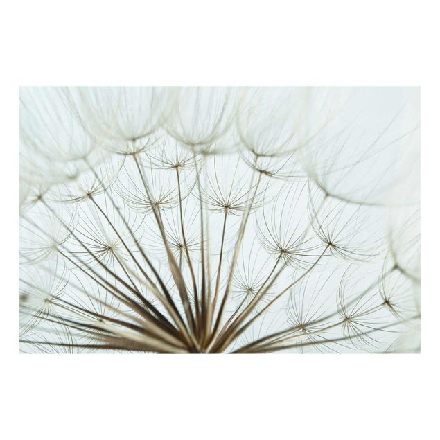 Quadro in vetro - Beautiful dandelion macro shot - Orizzontale 3:2