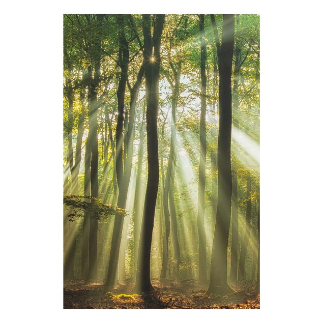 Quadro in vetro - Giornata di Sole nella Foresta - Verticale 2:3