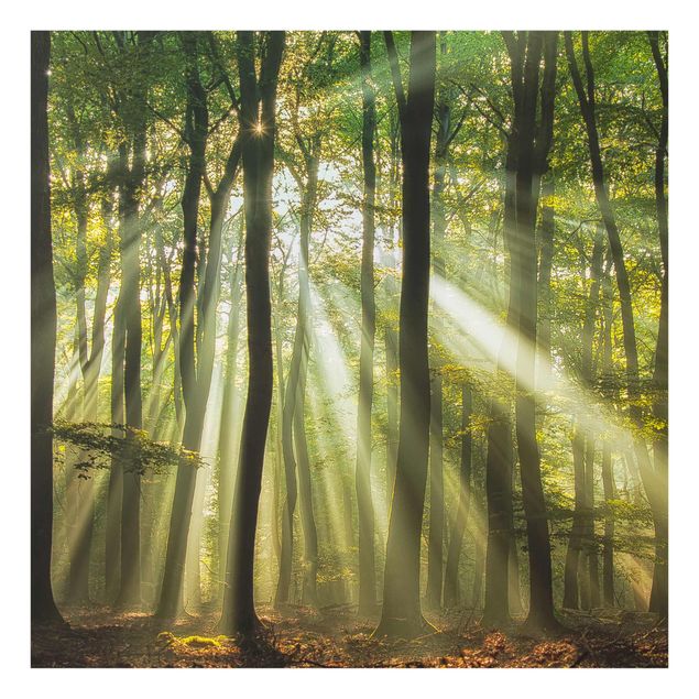 Quadro in vetro - Giornata di Sole nella Foresta - Quadrato 1:1
