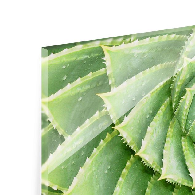 Quadro in vetro - Spiral Aloe - Panoramico