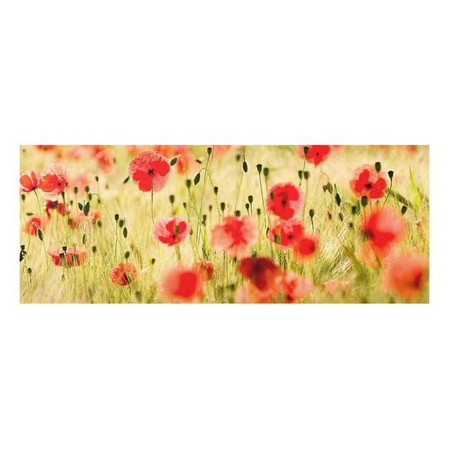 Quadro in vetro - Summer Poppies - Panoramico