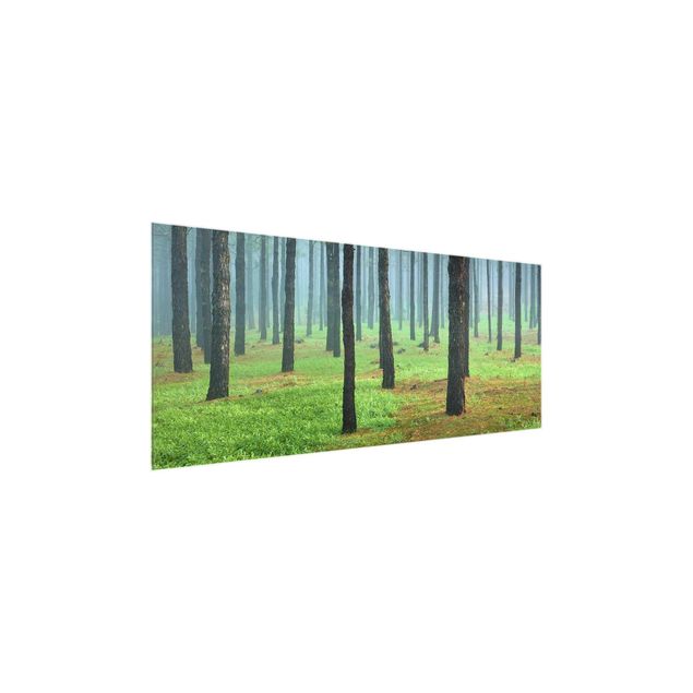 Quadro in vetro - Deep forest with pines on La Palma - Panoramico