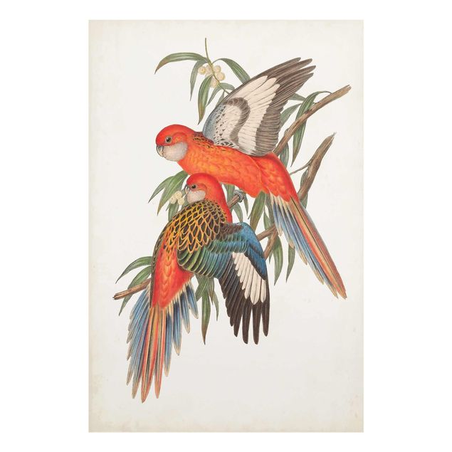 Quadro in vetro - Tropical Parrot I - Verticale 2:3