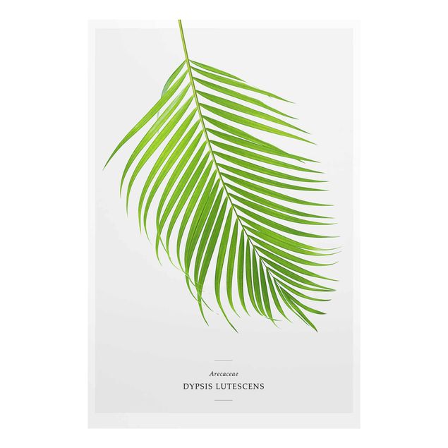 Quadro in vetro - Tropical Leaf Areca Palm - Verticale 2:3