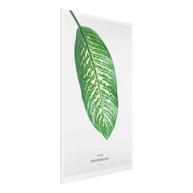 Quadro in vetro - Tropical Leaf Dieffenbachia - Verticale 2:3
