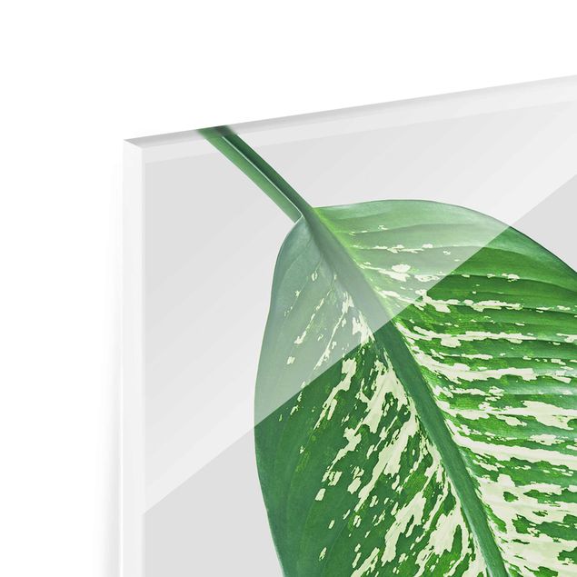 Quadro in vetro - Tropical Leaf Dieffenbachia - Verticale 2:3