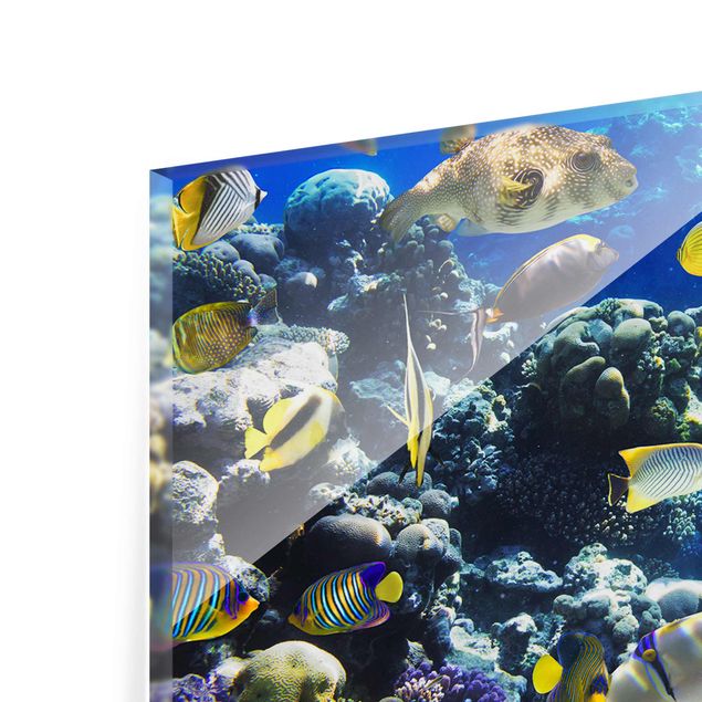 Quadro in vetro - Underwater Reef - Panoramico