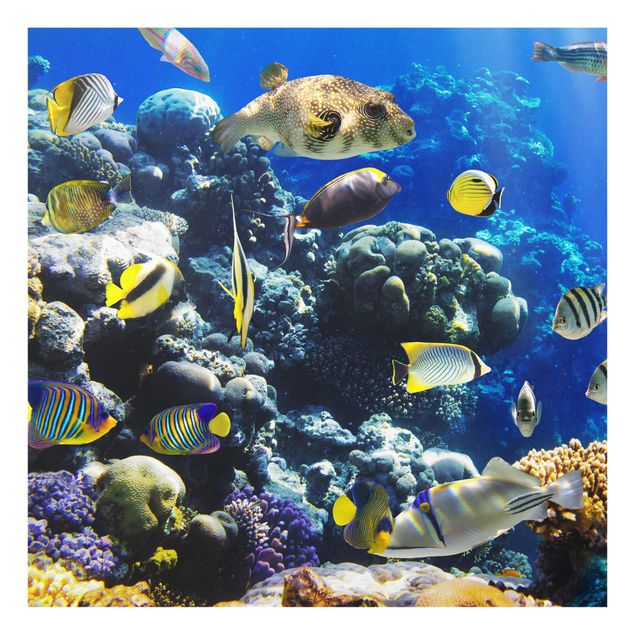 Quadro in vetro - Underwater Reef - Quadrato 1:1