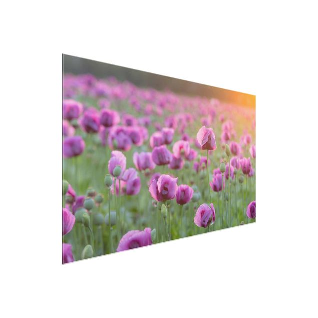 Quadro in vetro - Violet poppy flowers meadow in spring - Orizzontale 3:2