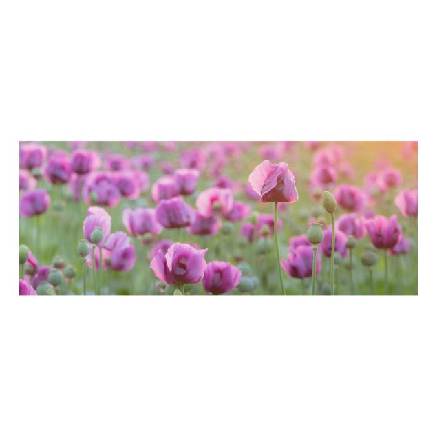Quadro in vetro - Violet poppy flowers meadow in spring - Panoramico