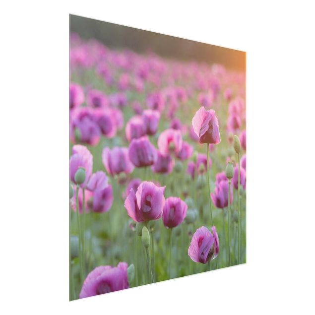 Quadro in vetro - Violet poppy flowers meadow in spring - Quadrato 1:1