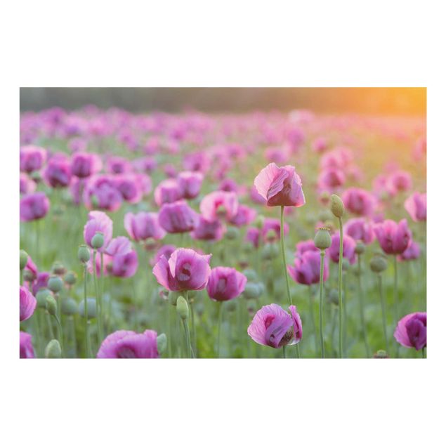 Quadro in vetro - Violet poppy flowers meadow in spring - Orizzontale 3:2