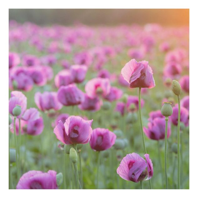 Quadro in vetro - Violet poppy flowers meadow in spring - Quadrato 1:1