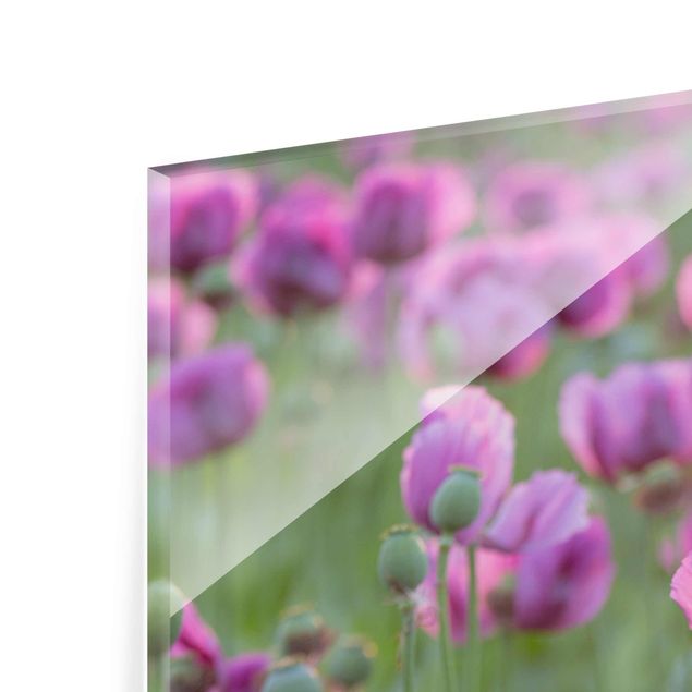 Quadro in vetro - Violet poppy flowers meadow in spring - Panoramico