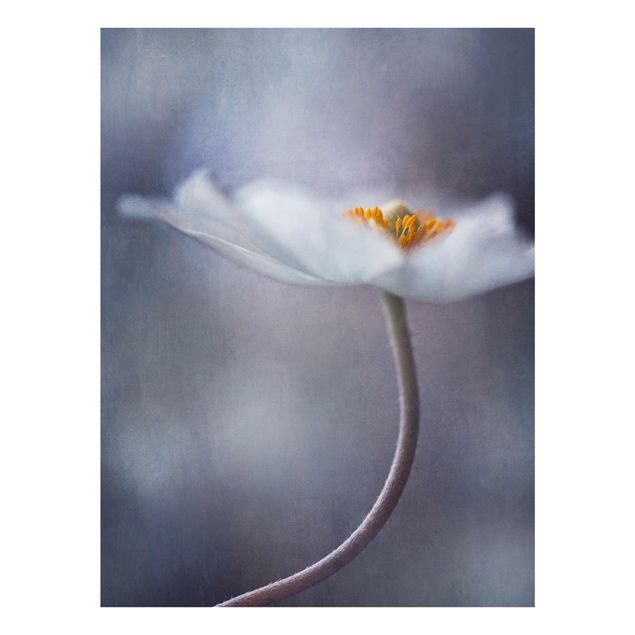 Quadro in vetro - Anemone Fiore bianco - Verticale 3:4