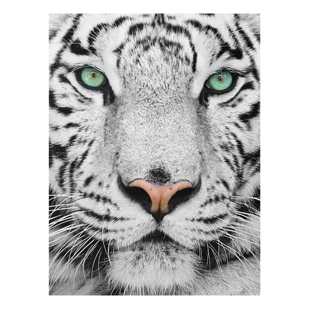 Quadro in vetro - White Tiger - Verticale 3:4