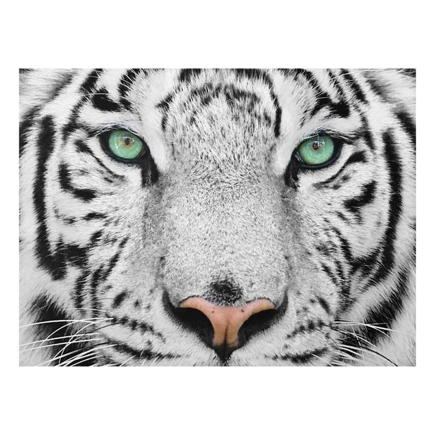Quadro in vetro - White Tiger - Orizzontale 4:3